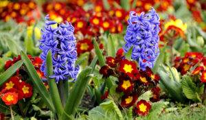 jonas Gardens