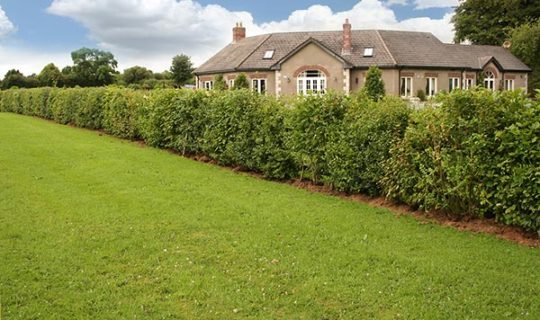 Jonas-Hedge-cutting